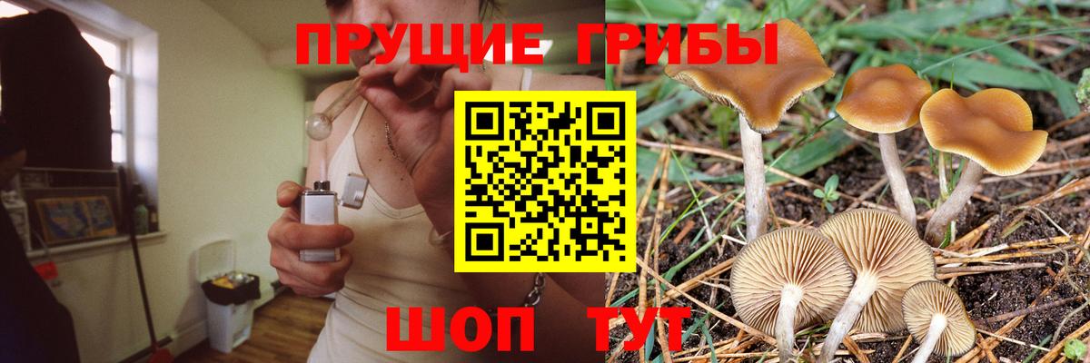Сосновый Бор  Псилоцибиновые грибы Psilocybine cubensis  Вход с VPN 